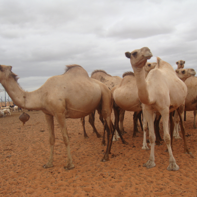 Camels at a watering hole in Marsabit, Kenya