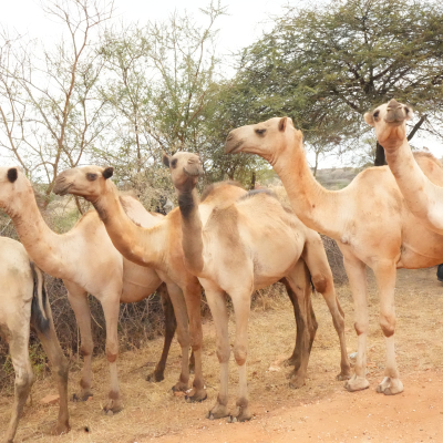 Camels in Ethiopia