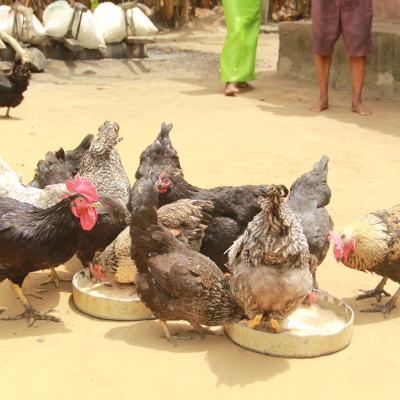 Smallholder chicken farming in Nigeria Smallholder chicken farming in Nigeria
