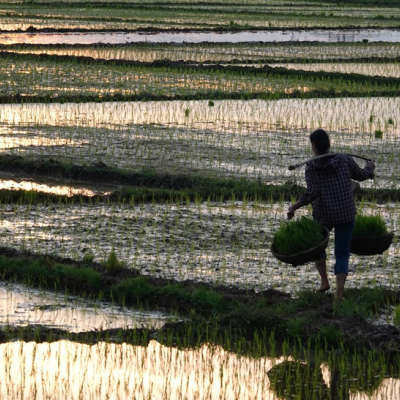 A farmer on a paddy field in Vietnam