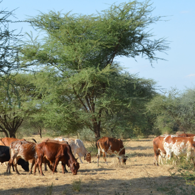 Cattle graze in a pasture reserved for the dry season in a conservancy under community-based rangeland management in Kajiado County, Kenya (photo credit: ILRI/Jason Sircely).