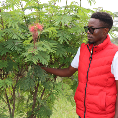 ILRI technical assistant holding Calliandra calothyrsus a fodder shrub grown at the ILRI farm in Nairobi Kenya (photo credit: ILRI/Grace Oduor)