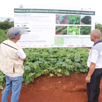 Mucuna gains ground as a dual solution for forage availability and soil fertility in Madagascar