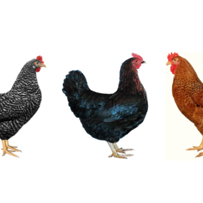 KALRO's dual-purpose chicken breeds KALRO's dual-purpose chicken breeds