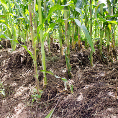Manure directly applied to a smallholder maize field