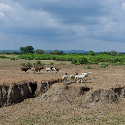Heavy land degradation and gully formation with grazing sheep (Lancaster University/Richard Bardgett).