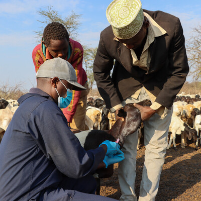 A veterinarian takes a blood sample from sheep in Isiolo County, Kenya, to determine the prevalence Rift Valley fever in the county (photo credit: ILRI/Geoffrey Njenga).