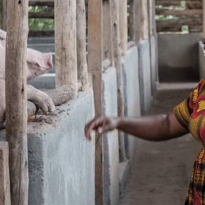 A pig farmer in Masaka district, central Uganda, tends to one of the pigs on her farm. Summy Surdani/ILRI A pig farmer in Masaka district, central Uganda, tends to one of the pigs on her farm. Summy Surdani/ILRI