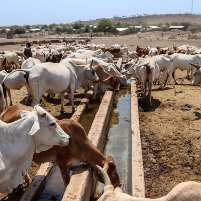 Innovation places communities at the heart of restoring rangelands in East Africa Innovation places communities at the heart of restoring rangelands in East Africa