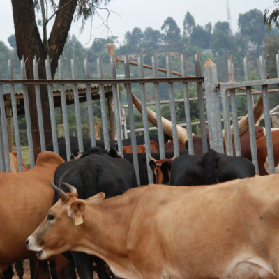 New partnership between ILRI and livestock off-takers targets stronger markets, better feeds and climate resilient livestock in Kenya. New partnership between ILRI and livestock off-takers targets stronger markets, better feeds and climate resilient livestock in Kenya.