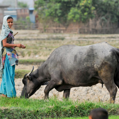 Bringing livestock services closer to farmers in Nepal Bringing livestock services closer to farmers in Nepal