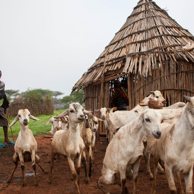 African livestock systems’ emission intensities are not as high as believed and potential avenues to reduce them
