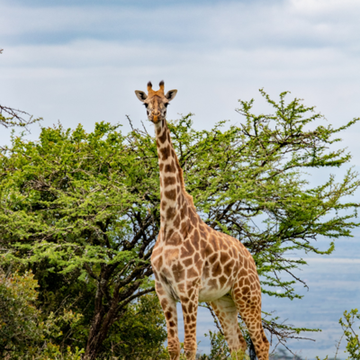 A field visit to support climate-smart sustainable agro-pastoralism in East Africa