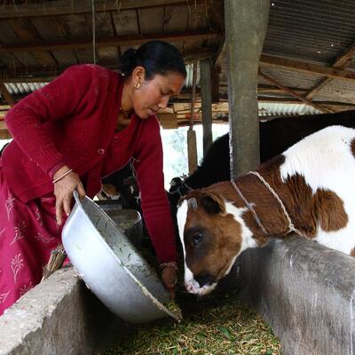 ILRI launches livestock research for development programs in Nepal