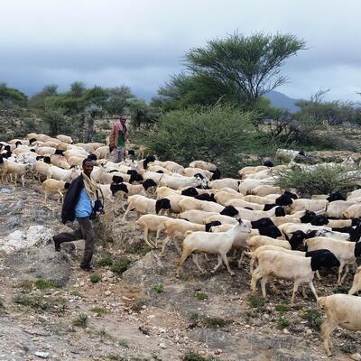 Somali sheep and goats