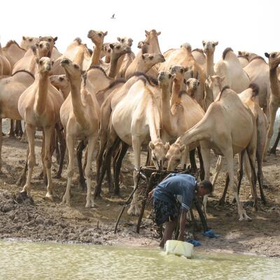 Camels drinking at a water pan in Wajir County, Kenya