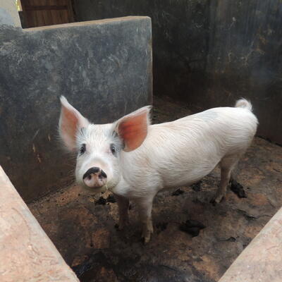 Pig in Uganda smallholder farm