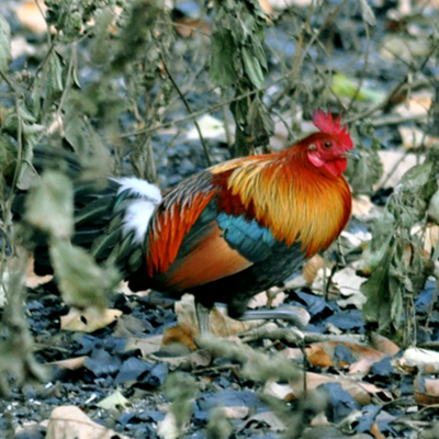 Pangenome analysis and identification of selection signatures for conservation of Red Jungle fowl