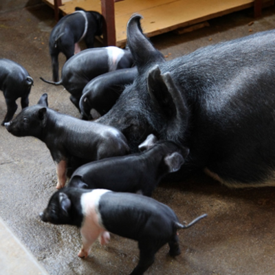 Development of vaccines for prioritized exotic and emerging animal diseases