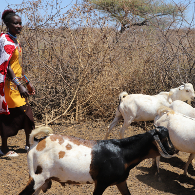 CASHA project participant in Kajiado. Photo credit: FAO/Lydia Limbe
