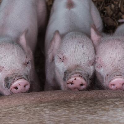 Intergrated herd health to improve pig production 