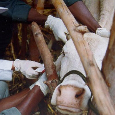 Improved vaccines for the control of East Coast fever in cattle in Africa