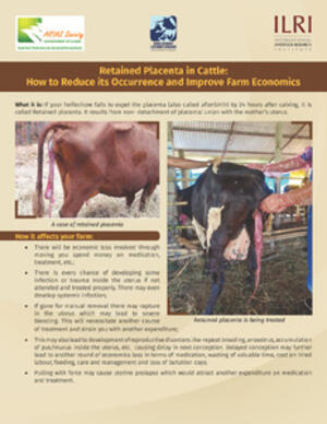 Retained placenta in cattle: How to reduce its occurrence and improve ...