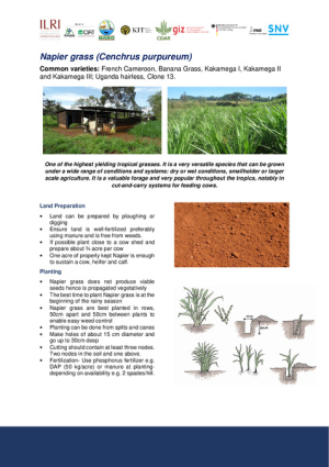 [67] 3.4.1.10.2 Napier Grass BL.pdf.jpg