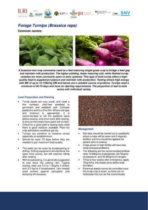 [70] 3.4.1.10.5 Turnips SM.pdf.jpg