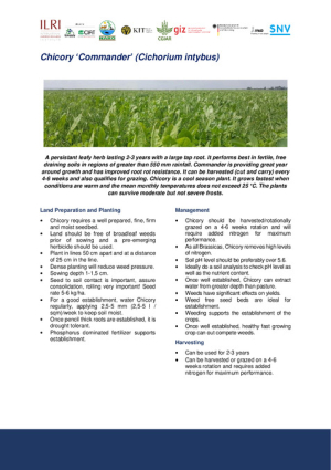 [71] 3.4.1.10.6 Chicory - Commander UO.pdf.jpg