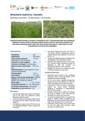 [73] 3.4.1.10.8 Brachiaria Camello UO.pdf.jpg