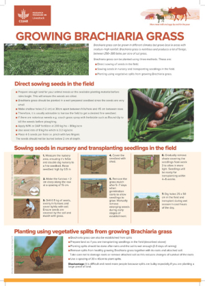 [78] 2021 02 01 POSTER BRACHARIA WEB.pdf.jpg