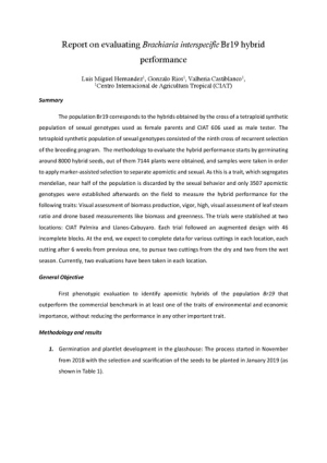 10_Report on evaluating Brachiaria interspecific Br19 hybrid performance.pdf.jpg