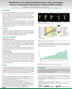 4 Castiblanco- Identification of Brachiaria humidicola hybrids with wa...pdf.jpg