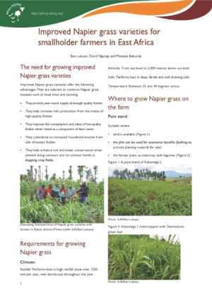 AficaRISING_Napier grass.pdf.jpg