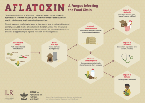 Aflatoxin infographic.pdf.jpg