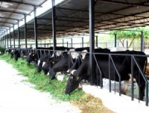 Afr J Dairy Farm.jpg
