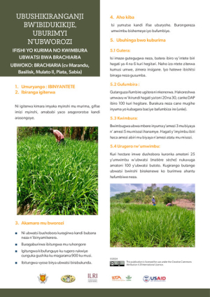 BrochureBrachiaria.pdf.jpg