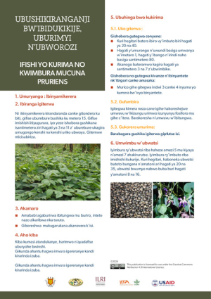 BrochureMucunaPruriens.pdf.jpg