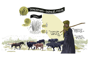 CRPlivestock_Castiblanco_11jun2020_infographic2.jpg.jpg