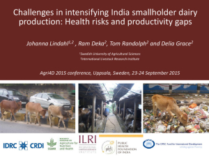 Challenges in intensifying India smallholder dairy.pdf.jpg