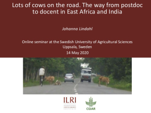Cows on road.jpg