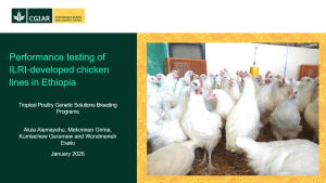 ILRI dev chicken lines.png