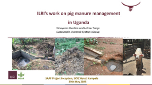 ILRI work on pig manure management in Uganda.pdf.jpg
