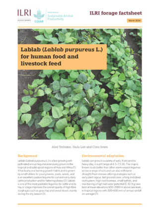 ILRI_ForageFactsheet_lablab.pdf.jpg