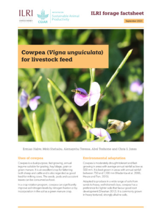 ILRI_ForageFactsheet_vigna.pdf.jpg
