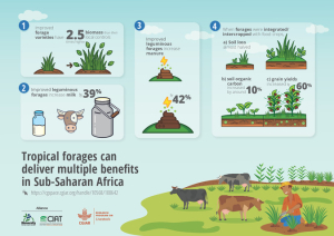 INFOGRAFIA BIRTHE_FORAGES_FINAL.pdf.jpg