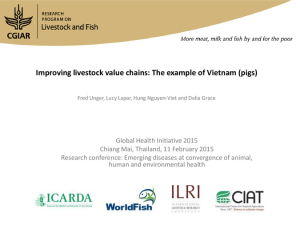 Improving livestock value chains Vietnam pigs.pdf.jpg