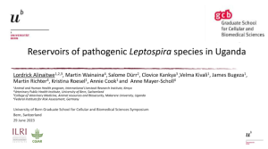 Lepto reservoirs.png