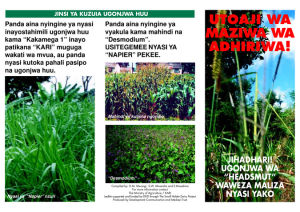 Napier headsmut leaflet Swahili.pdf.jpg